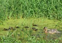 Mallard with young