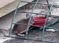 Long-tailed Field Mouse