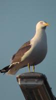 Herring Gull