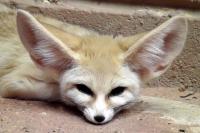 Fennec Fox