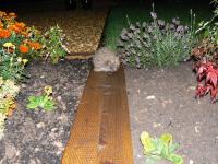 Hedgehog at night