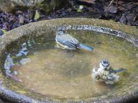 Blue Tits having a bath