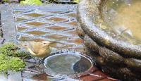 Chiffchaff attempting a bath in the man hole cover