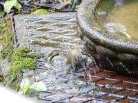 Chiffchaff having a bath