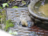 Chiffchaff having a bath