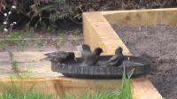 Starlings enjoying a bath.