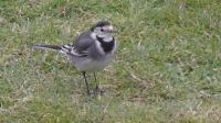 Pied Wagtail