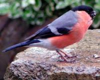 male Bullfinch.