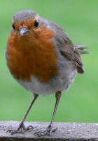 cheeky Robin.