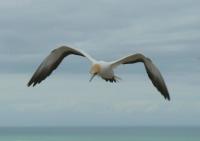 Gannet