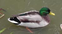 Mallard