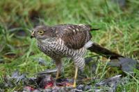 Unfortunately feeding time attracts others! unlucky starling but fabulous sparrowhawk in the garden