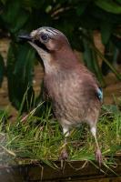 This handsome Jay knows where to get its Breakfast.