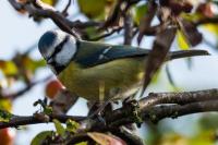 Young Blue Tit waiting its turn @ the feeder.