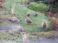 Daily visitors for their peanuts!