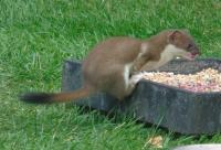 This Stoat prefers Twootz Suet pellets to any other food!