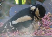 Addicted to Twootz suet pellets!