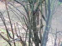 This little bird has been here before Christmas and feeds with the Chaffinches eating peanut crumbs and suet, even eats from the feeding tray