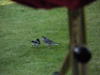 First time I've seen a baby wagtail being fed