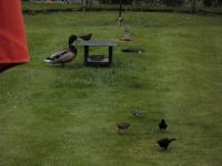 Duck, blackbirds, starlings, wagtails, and a hedgehog! They all know they get a good meal here.....