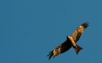 Red kite. Took in Aston in Oxfordshire.