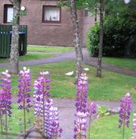 3 beautiful white doves in my front gardens