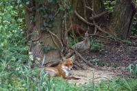 Carrie fox always totally ignores the pheasants.