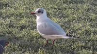 Black-headed Gull enjoying Twootz suet peppels