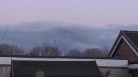 Starlings getting ready to roost.