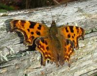 comma hatfield moor