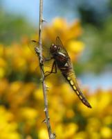 broad bodied chaser silverdale cumbria