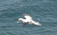 gannett at bempton cliffs