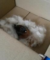 Found this poor wee Chaffinch today just sitting out on the snow scared and not moving . I took it in ,put it in a box with some nesting material in a quiet room and have also made a paste mix of mealworm and sunflower seeds for it.