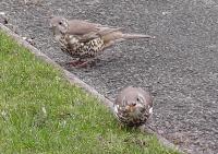 Mistle Thrushes