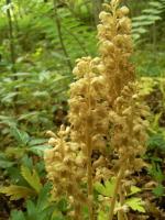 Birdsnest Orchid