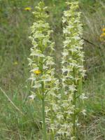 Butterfly Orchid