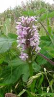 Common Spotted Orchid