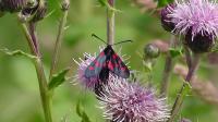 Six-spot Burnet