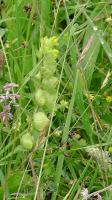 Yellow Rattle