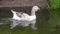 Greylag Goose