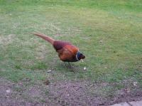 This is a beautiful big pheasant i named Phil.He has been resident here around my gardens for 2 years now and is a friendly big boy.