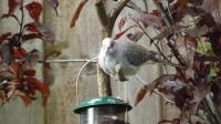 A recent first time visitor to our garden which I think is a turtle dove? He has been coming for the last 2 weeks everyday and enjoying the selection of bird seeds and treats bought from Twootz!