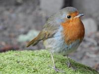 My tame Robin who came into my garden barely out of its nest, not in the best of health but has survived the winter and even raised a family which I am hoping she will show me.