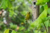 Bought 25kg of Sunflower hearts, to try and encourage the greenfinches. Last time one visited was about 3 years ago now and knowing they are around, I thought I'd give them a go.

One day after putting them out, this was the first visitor. Result :