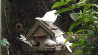 Room for 2 more ?
Twootz bird seed is popular!
I think I need to invest in a new bird table too!