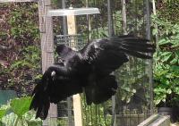 Rook feeding on suet block