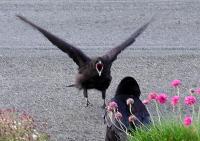 young rook begging for food