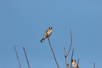 Goldfinch