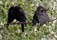 Two Rooks enjoying an early morning preen