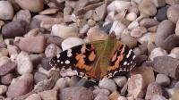 Painted Lady